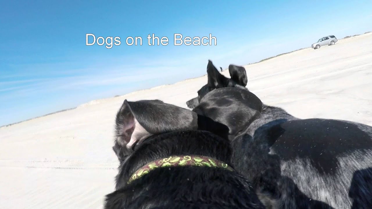 Dogs on the Beach YouTube
