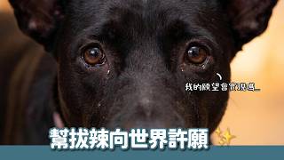 幫拔剌向世界許願！緣分遲到了，但我們相信那個看見他好的人一定在！