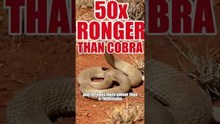 One Bite Kills 100 Humans — But This Snake Has Never Killed Anyone 🤯 #shorts #wildlife #facts