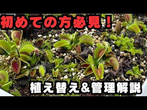 ハエトリグサの植え替え：失敗しない正しいタイミングと手順を経験者が解説（簡単ステップ）