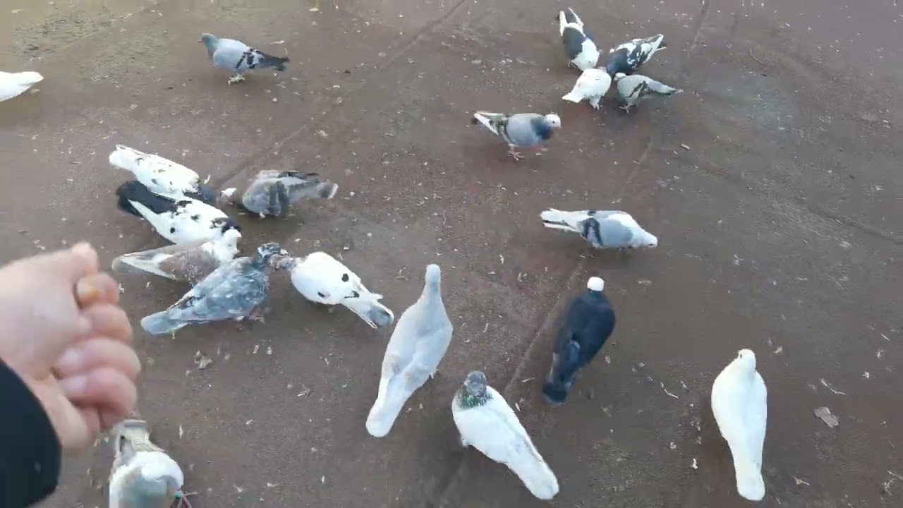 CİFT MARKALI YAVRU MARDİN GELDİİİ 