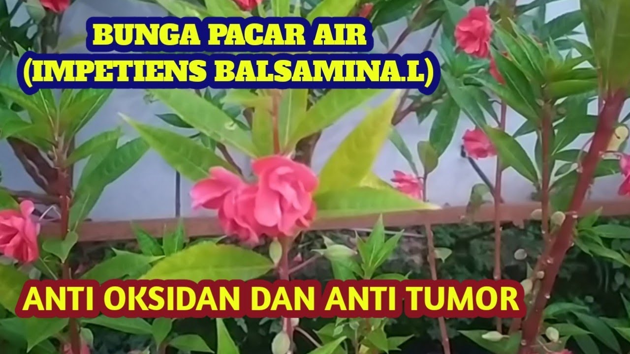 Bunga pacar air dan manfaat nya untuk kesehatan