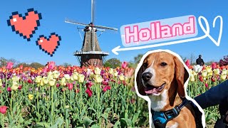 Puppy beagle visited Holland for the first time | travel with my dog by Dino Wearing White Socks穿白袜子的迪诺 202 views 2 years ago 4 minutes, 15 seconds