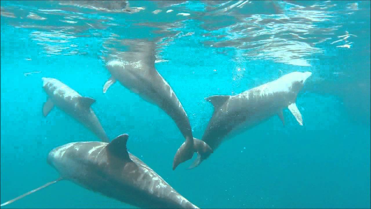dauphins à deshaies guadeloupe YouTube