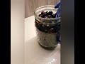 عمل خل العنب الاسود الصحي بكل مراحله Grape Vinegar Step By Step عمل خل العنب الاسود الصحي بكل مراحله Grape Vinegar Step By Step
