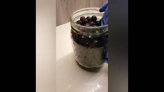 عمل خل العنب الاسود الصحي بكل مراحله Grape vinegar step by step