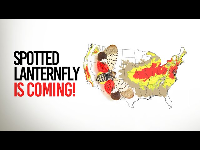 Watch Spotted Lanternfly Is Coming! on YouTube.