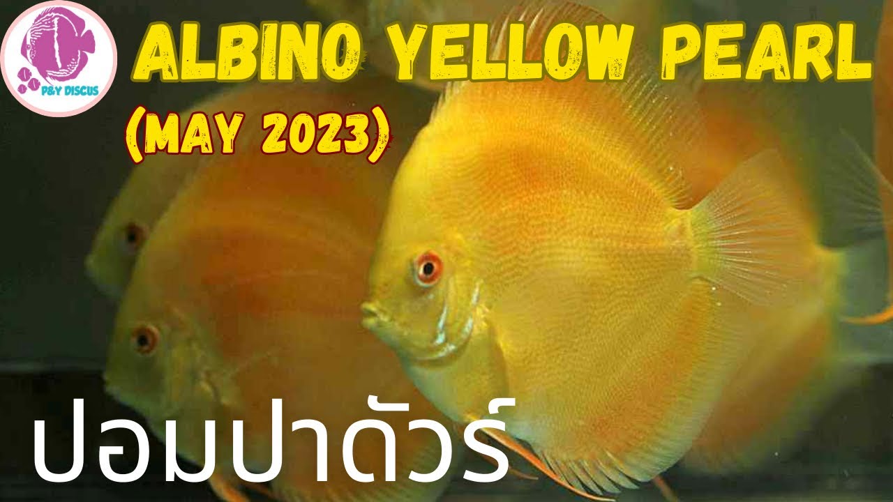 Albino Yellow Pearl 