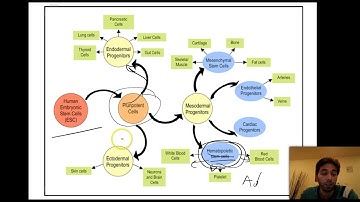 Stem cell differentiation and Epigenetic