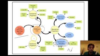 Stem cell differentiation and Epigenetic