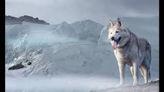 Siberian Husky (things important to know about) by Maaz Ahmad 301 views 4 years ago 10 minutes, 33 seconds