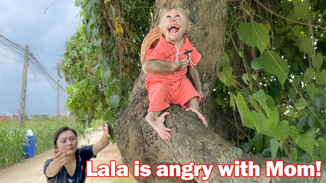 Lala angrily runs away from home because she is jealous of Mom's special feelings for Bon!