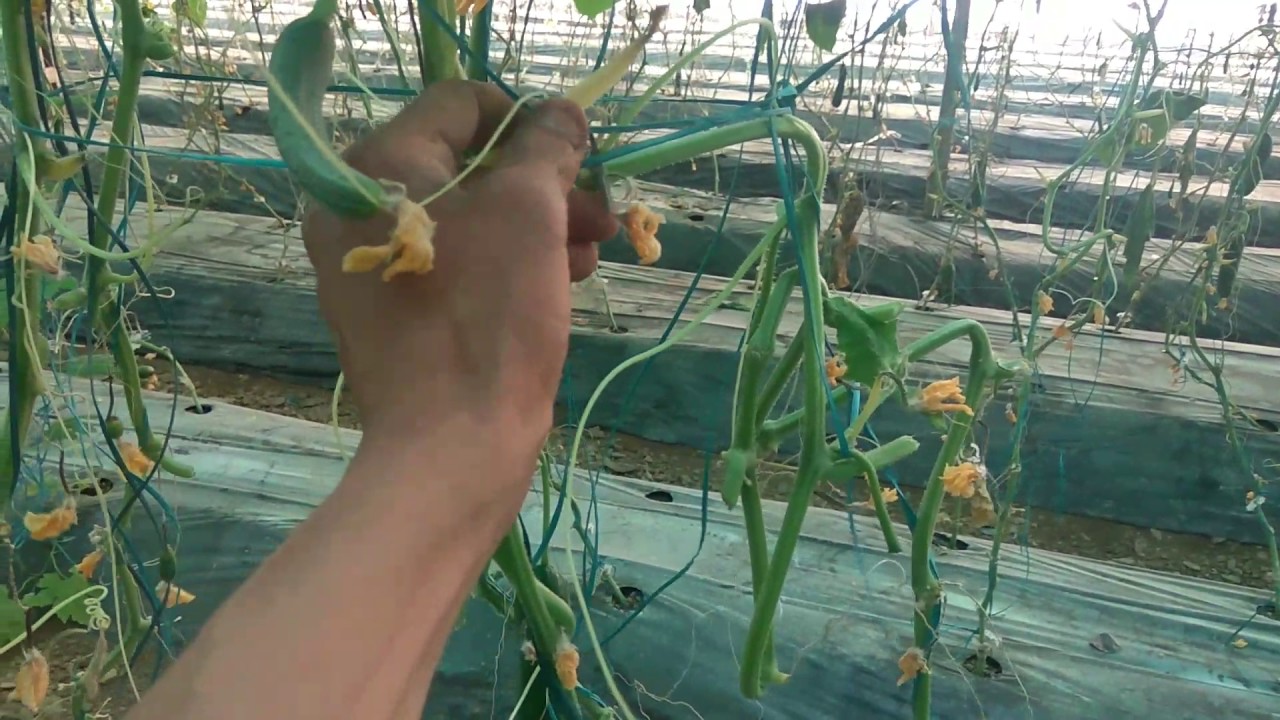 Harvesting of cucumber Plants Sixth time.. YouTube