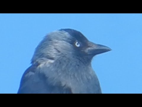 Звук Галки. Птица Галка. Семейство врановых. Corvus monedula. Галка сидит на проводе. Птицы России