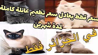 كل أسعار و أنواع القطط في الجزائر و أكثرها شيوعا