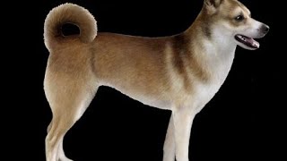 Rare Dog Breeds in the World: Hidden Treasures in the Canine World!
