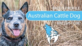 ► Australian Cattle Dog Breed [2020] Temperament & Training