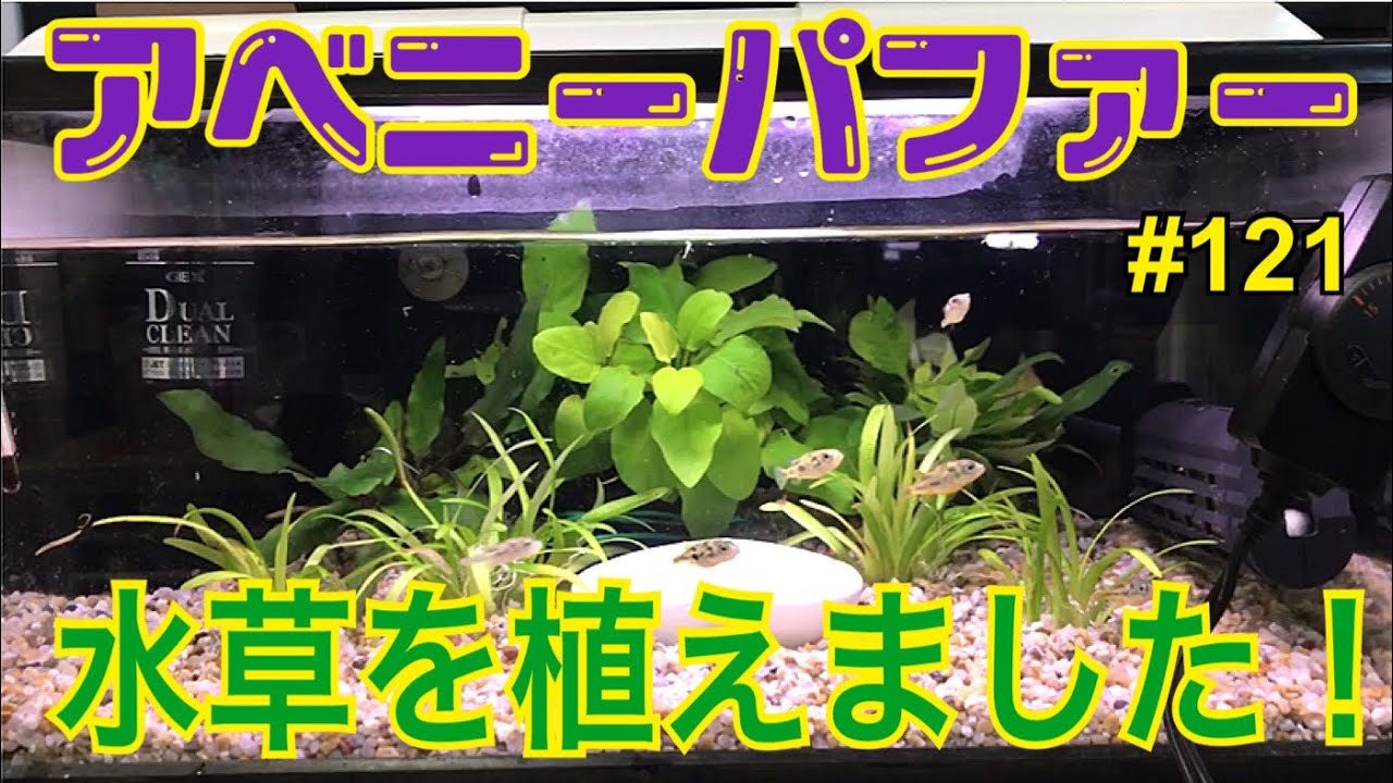 アベニーパファー 飼育 121 アベニーパファー水槽に水草を植えました Youtube