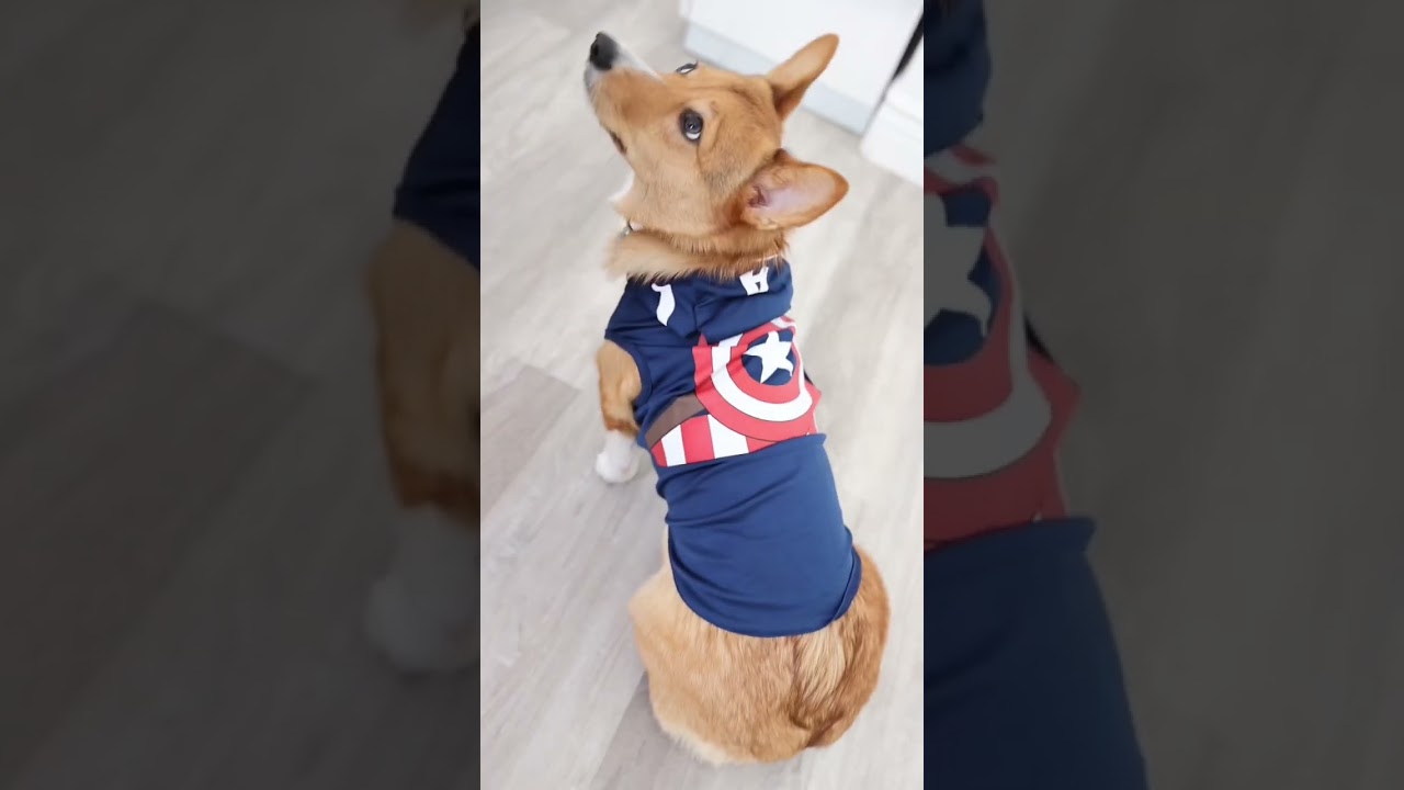 Do you or do you not feel ✨Bonita✨? 🐶💙