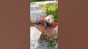 con heo đất , chú vịt con, con lợn éc, con cào cào , chú lợn dễ thương #cute