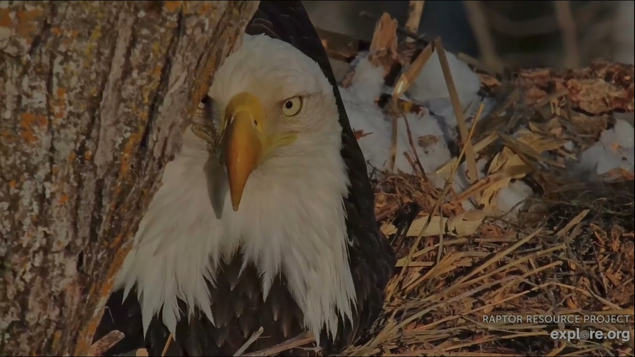 Decorah North Eagles 3-2-26 DNF busily works on nesting, nice closeups