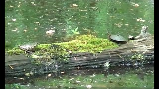 Wetlands and Vernal Pools