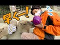 カピバラがめちゃくちゃ急かしてくるのだがw Capybara eat Red Cabbage