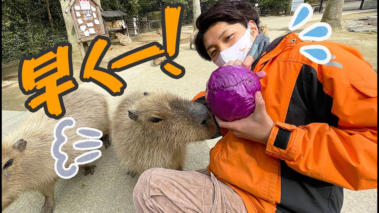 カピバラがめちゃくちゃ急かしてくるのだがw Capybara eat Red Cabbage