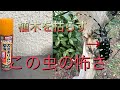 【恐怖】気がついたら手遅れ？植木を枯らすカミキリムシへの対処方法は？（字幕対応）