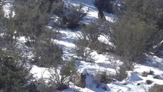 Monster Coues January 2016