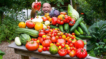 Panen Kebun Musim Panas yang Menakjubkan, Hasil Tomat yang Harus Anda Lihat untuk Percaya!