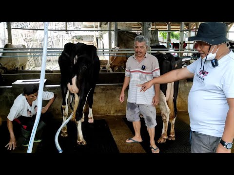 Video: Mesin pemerah susu sapi. Mesin pemerah susu rumah tangga untuk sapi: ulasan, harga