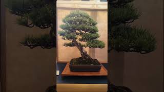 Mostra Arcobonsai 2024 parte 1/5 #mostrabonsai #mostre #bonsai #neiperte #alberi #bonsaitree #arte