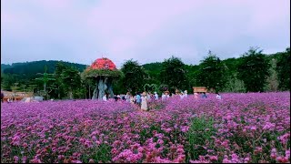 Vườn hoa Fresh Garden, Mê Linh Cà Fe Đà Lat, một trong những địa điểm chụp ảnh sống ảo đẹp vi diệu