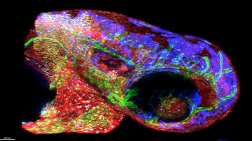 Hyper Spectral Phasor Analysis