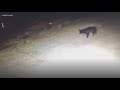 Coyote sightings becoming common in New Orleans