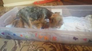 DIY whelping box Reusing what we already have Minnie the yorkie.