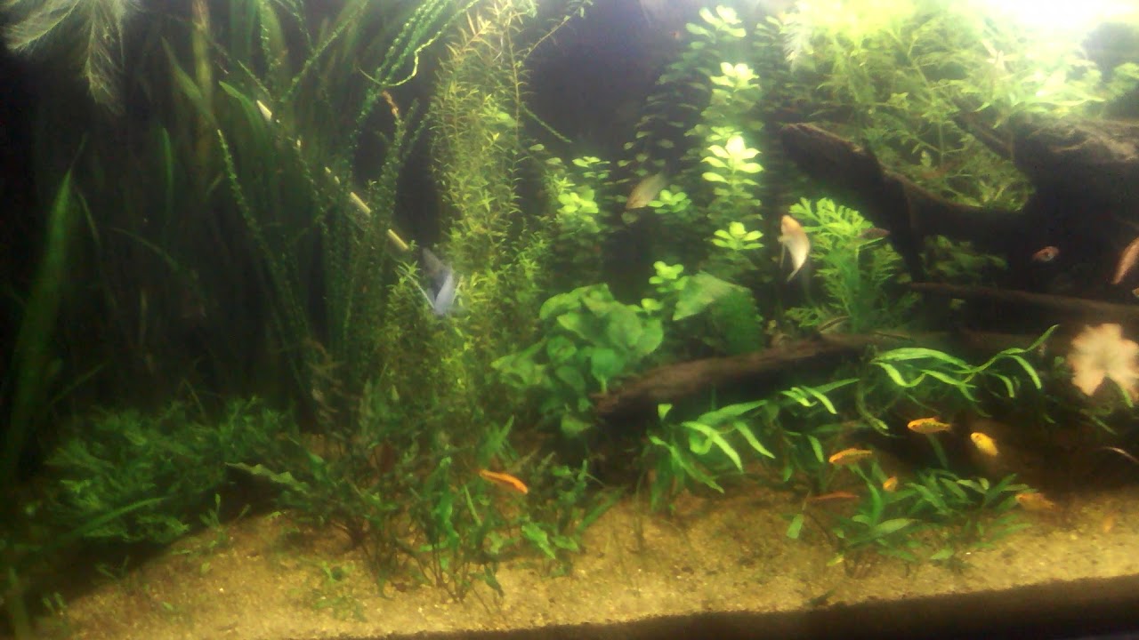 Aquarium Biotope Asiatique 450l Youtube