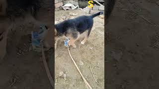 Pyare Shrarti Bacche