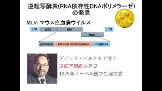 ATL治療の現状と未来｜高折晃史（京都大学大学院医学研究科 血液