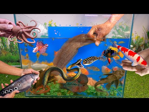 Video Video tổng hợp cá cảnh đẹp, cá trê vàng, cá la hán, cá... - youtube