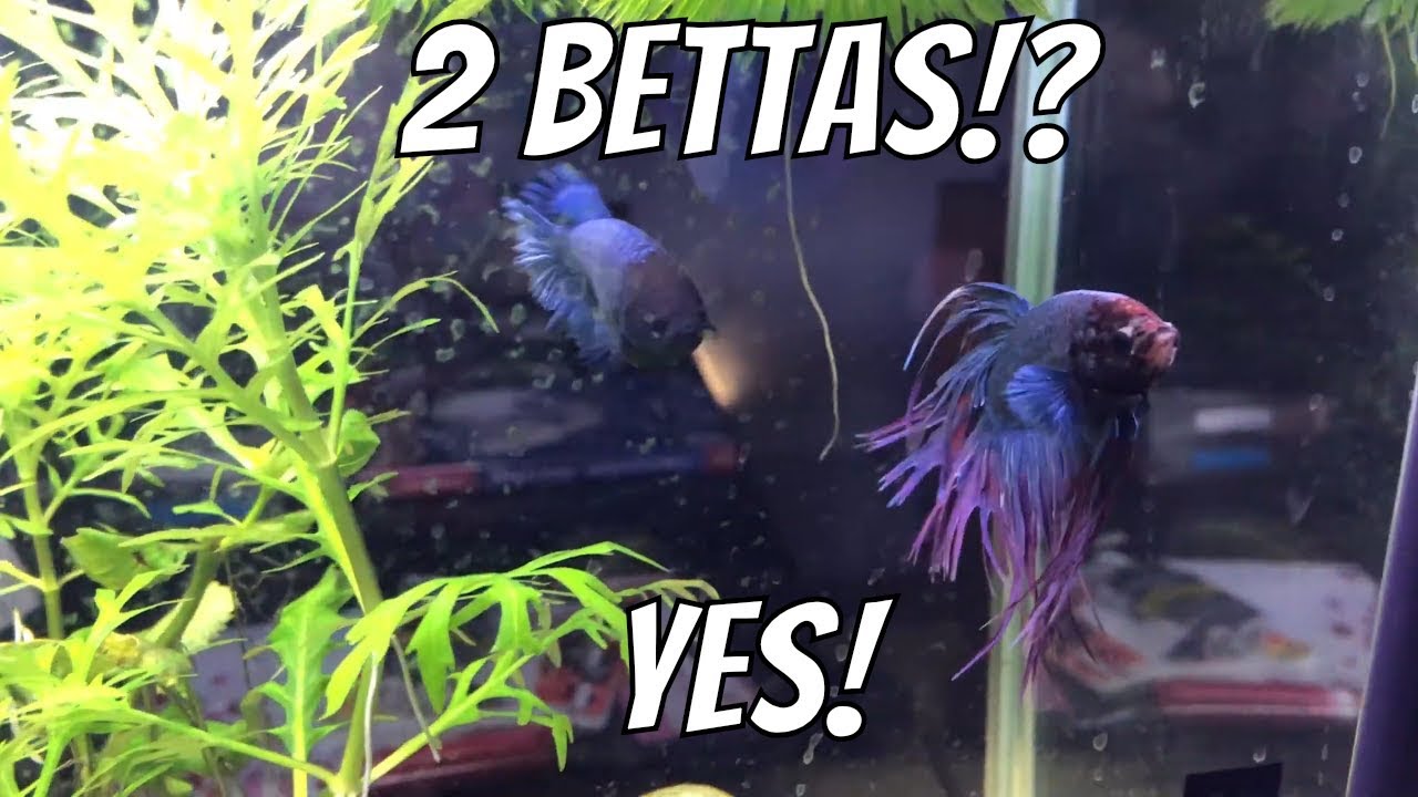 betta and pleco