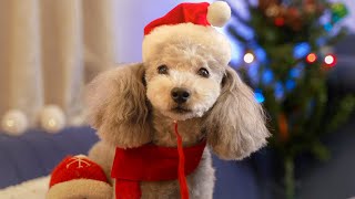 🔴犬とアラサー男のXmas生配信🥺