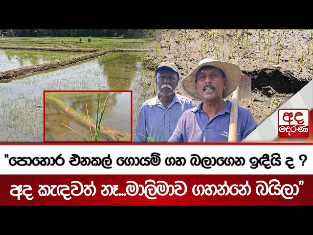 “පොහොර එනකල් ගොයම් ගහ බලාගෙන ඉඳීයි ද ? අද කැඳවත් නෑ...මාලිමාව ගහන්නේ බයිලා”| Ada Derana