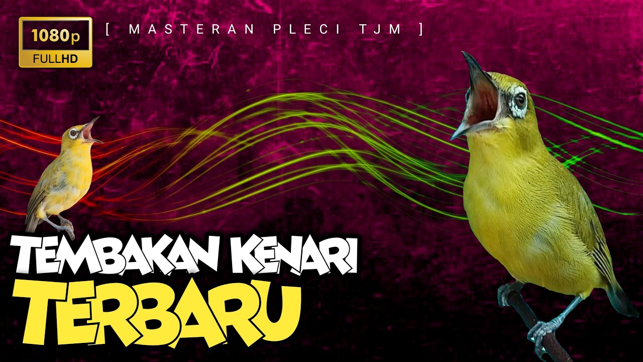 🔴 LIVE Masteran Pleci Tembakan Kenari Terbaru