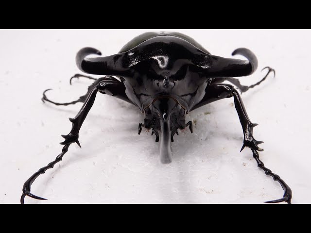 3本角が大人気のアジア最大種【コーカサスオオカブト】【質問