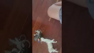 Singing jingle bells with zebra and keys