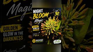 When Flowers Shine at Night 🌼✨ | Day 30 Nature Series