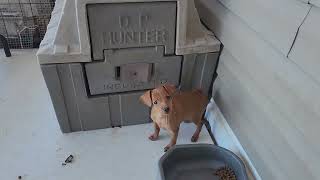 T-Pol red puppy January 16, 2024 by Little Trucker Kennel, Miniature Pinschers 970 views 4 months ago 40 seconds
