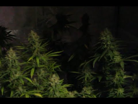 Выращивал марихуану в домашних условиях